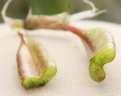 Astragalus eremiticus