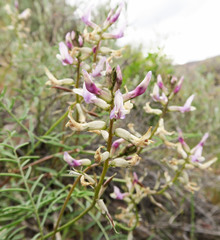 Astragalus eremiticus