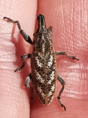 Cyphocleonus testatus