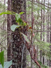 Exobasidium vaccinii-uliginosi