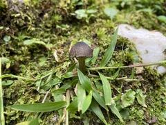 Agaricales