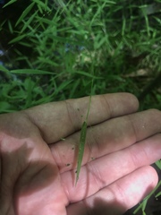 Dichanthelium dichotomum