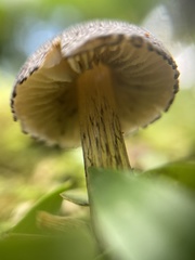 Agaricales
