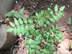 Zanthoxylum piperitum