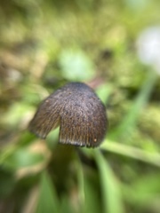 Agaricales