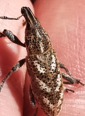 Cyphocleonus testatus