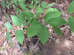 Neoshirakia japonica