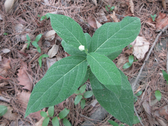 Vincetoxicum ascyrifolium