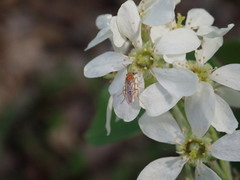 Hoplocampa