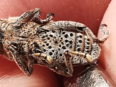 Cyphocleonus testatus