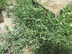 Gypsophila oldhamiana