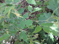 Lespedeza maximowiczii