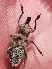 Cyphocleonus testatus