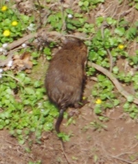 Ondatra zibethicus zibethicus