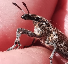 Cyphocleonus testatus