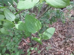 Smilax sieboldii