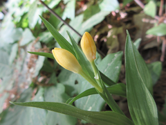 Cephalanthera falcata