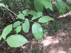 Lindera glauca