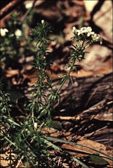 Asperula scoparia