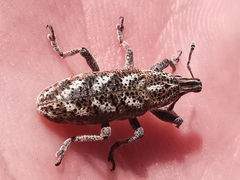 Cyphocleonus testatus