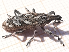 Cyphocleonus testatus