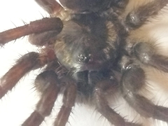 Ischnothele annulata