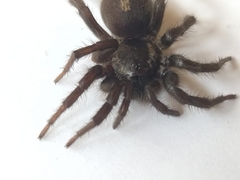 Ischnothele annulata