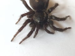 Ischnothele annulata