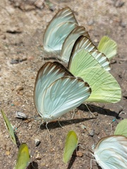 Ascia monuste monuste