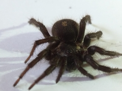Ischnothele annulata