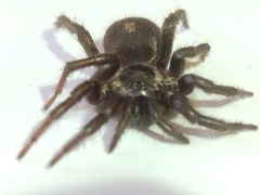 Ischnothele annulata