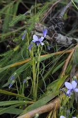 Viola decumbens