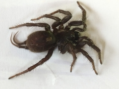 Ischnothele annulata