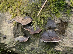 Datronia
