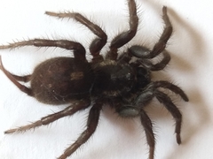 Ischnothele annulata