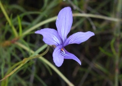 Viola decumbens