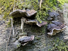 Datronia
