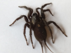 Ischnothele annulata