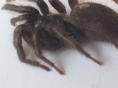 Ischnothele annulata