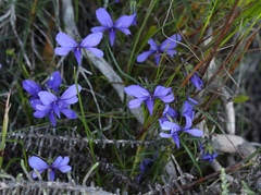 Viola decumbens