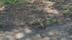 Turdus rufopalliatus