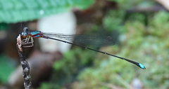 Ceylonosticta mojca