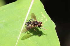Parhelophilus flavifacies