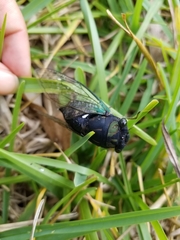 Neotibicen tibicen tibicen