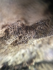 Datronia