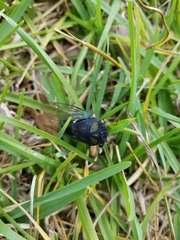 Neotibicen tibicen tibicen