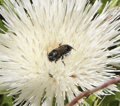 Cephalosmia