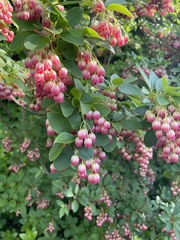 Enkianthus