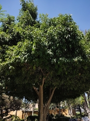 Fraxinus uhdei