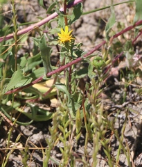 Grindelia hallii